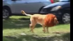 Reproduzir Leão social incomodar-se